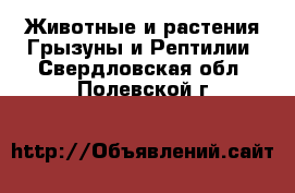 Животные и растения Грызуны и Рептилии. Свердловская обл.,Полевской г.